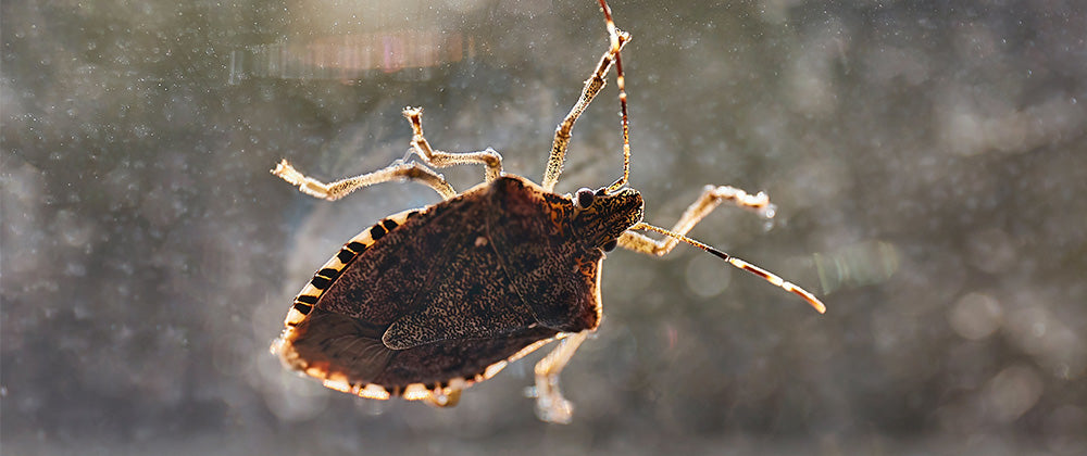 http://www.freshwaveworks.com/cdn/shop/articles/FW22_HowtoHelpEliminateStinkBugs.jpg?v=1685043943