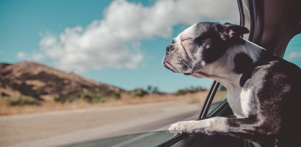 Dog urine on leather car seat, DON'T mix 